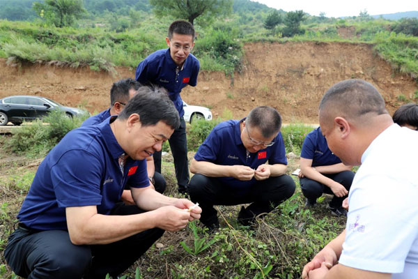专家组掌管人查看潞党参根茎成长情况 专家组掌管人查看潞党参根茎成长情况