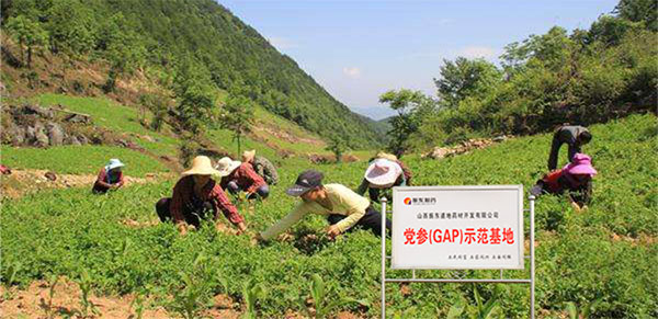 平顺GAP中药材尺度化种植基地 平顺GAP中药材尺度化种植基地