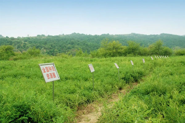 恒峰g22中药材种植(哺养) 基地 恒峰g22中药材种植(哺养) 基地